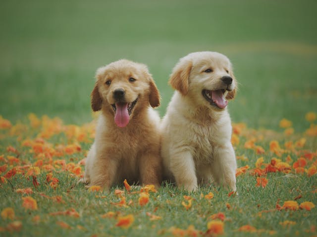 dogs-sitting-on-grass